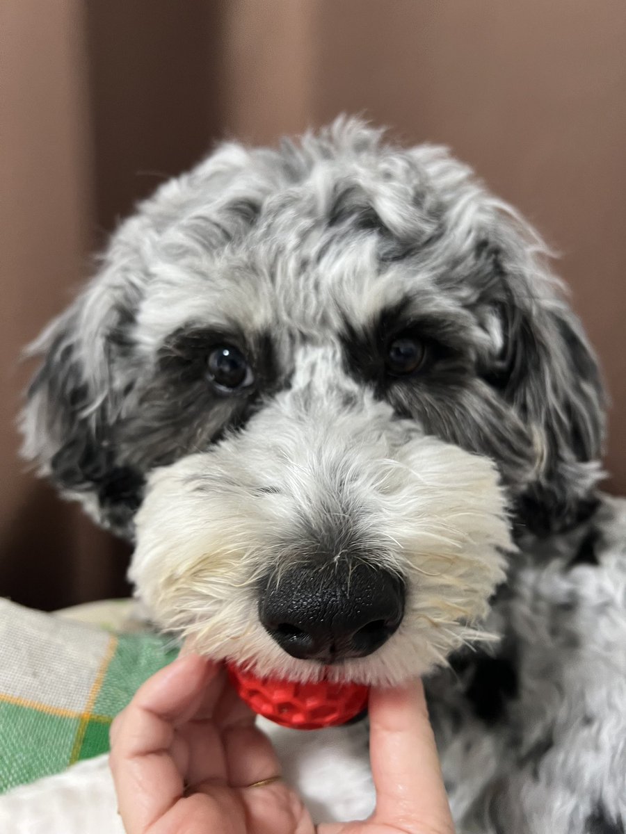 34na3c's tweet photo. #愛犬の日 https://t.co/E7znBZaz3J