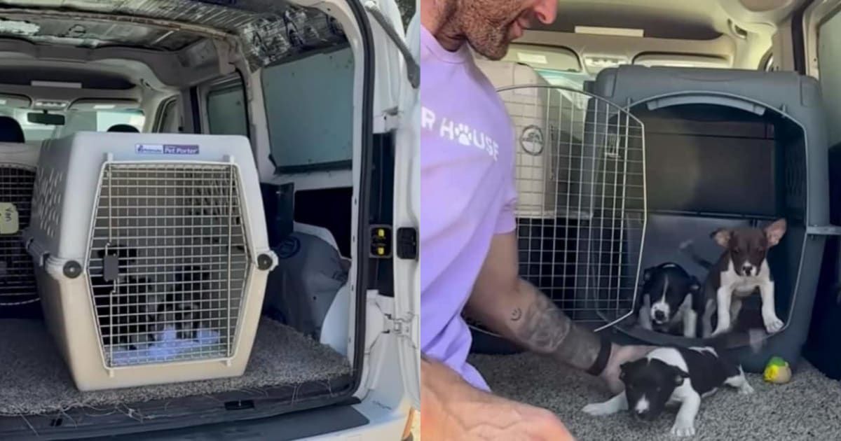 DoggLoovers's tweet photo. BREAKING: 11 puppies rescued from a backyard breeder! Every paw counts in the fight against irresponsible breeding. ๐พ๐ Let's give these pups the home they deserve! #DogRescue #EndBackyardBreeding #DogLovers https://t.co/UMbp4Zeb8v