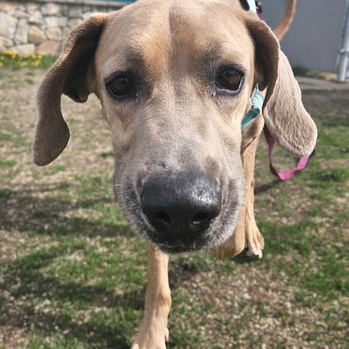 Edmonton Humane Society tweet media