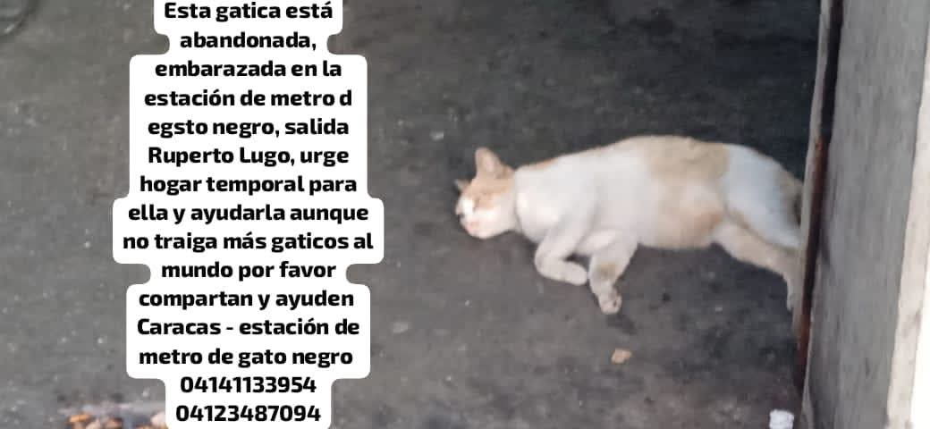 PerroUsuario Wof '•' tweet media