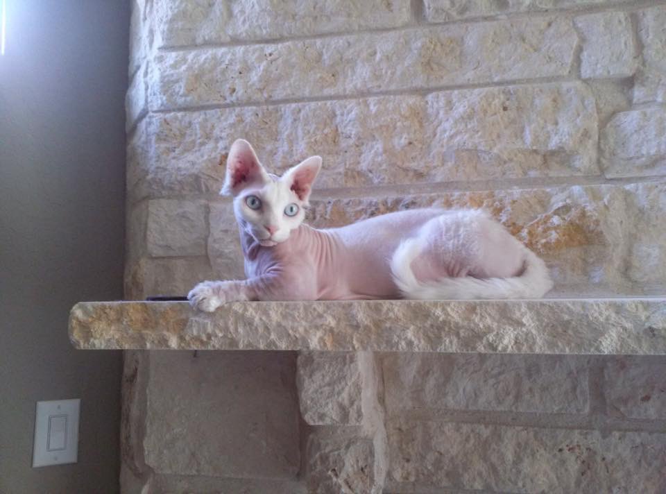 miscaisg's tweet photo. Ours is a “bambino” - a breed created by crossing a sphynx with a munchkin. 

Most “hairless” cats aren’t completely bald. How much hair they have can greatly vary. I *believe* most of the hairless breeds have a dominant gene for hairlessness so kitten’s have a high chance of having some degree of hairlessness, with a few being born fully haired.