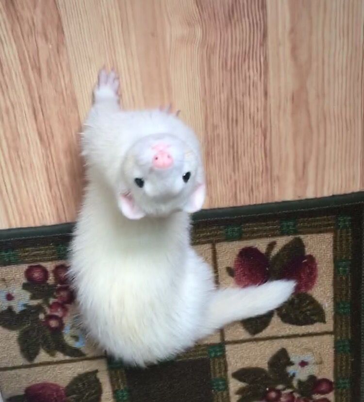 FerretPerHour's tweet photo. https://t.co/llDBDVj1ww