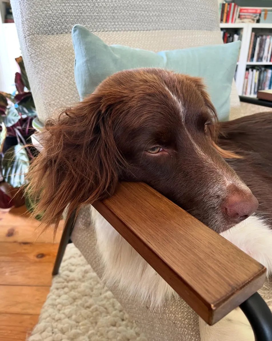 SpfanPodcast's tweet photo. This week on the Superfan Podcast, Elsa Charretier talks about her love of game based dog training!

https://t.co/jss9n2fwEb https://t.co/7ToIwGrbte