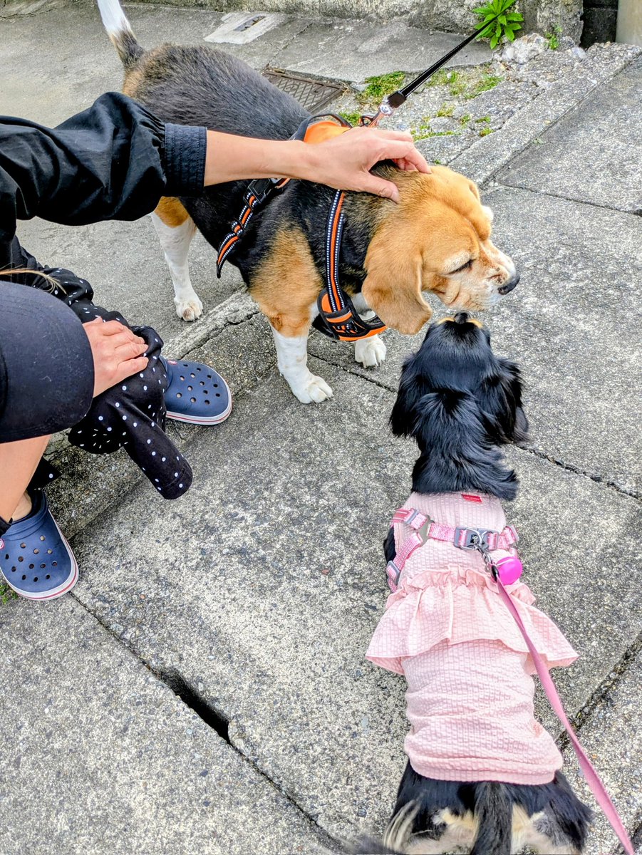 ご近所のももちゃん 所でこの犬種何かわかりますか？ 丸々と太って主