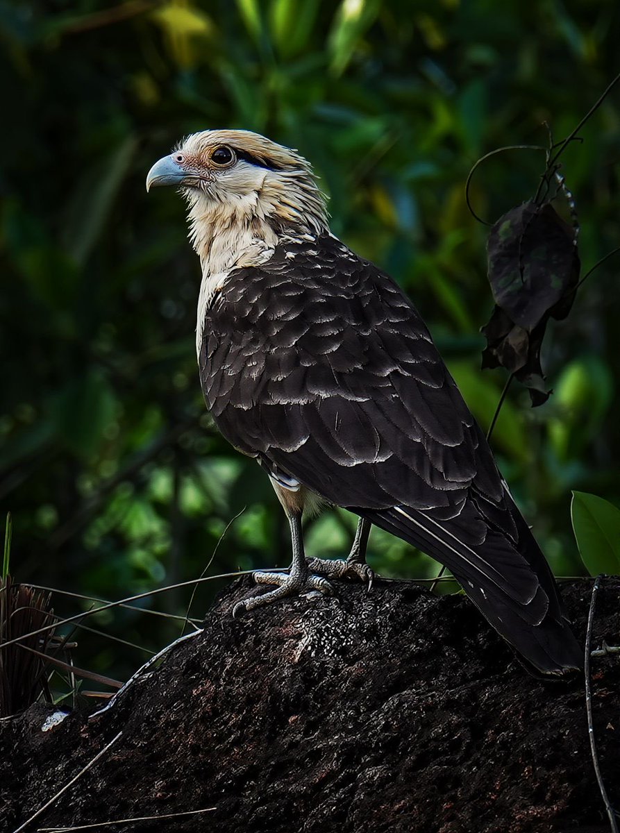 RafaelaCortesZ's tweet photo. ¡El Meta vuelve a hacer historia! 

Por tercer año consecutivo somos campeones nacionales del #GlobalBigDay, con más de 714 especies registradas y cerca de 2.500 participantes que le mostraron al mundo la inmensa riqueza natural de nuestro territorio.

Este logro confirma que el Meta se consolida como uno de los grandes destinos de naturaleza, aventura y aviturismo de Latinoamérica. Aquí la biodiversidad también genera oportunidades, empleo, turismo y desarrollo sostenible para nuestras comunidades.

Gracias a todos los observadores, operadores turísticos, comunidades, instituciones y aliados que hicieron posible este nuevo triunfo. Y gracias a ProColombia por creer en el Meta como sede del Colombia Nature Travel Mart.

El Meta hoy le muestra al país y al mundo que proteger la naturaleza también es construir futuro.