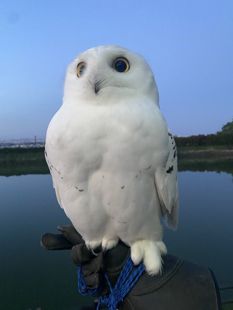 wattan0214's tweet photo. Morning walk 🦉✨
朝さんぽ
#シロフクロウ #snowyowl #fluffy #birdlovers #feathery #cute https://t.co/mywtiZwxgy
