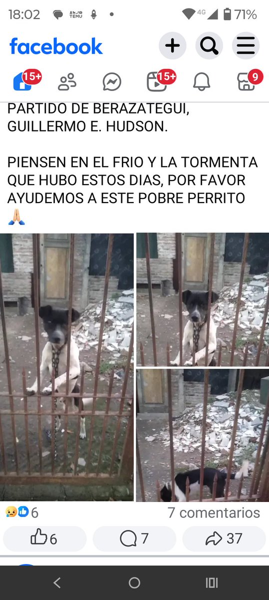 MIS AMIGOS DE 4 PATAS :) tweet media