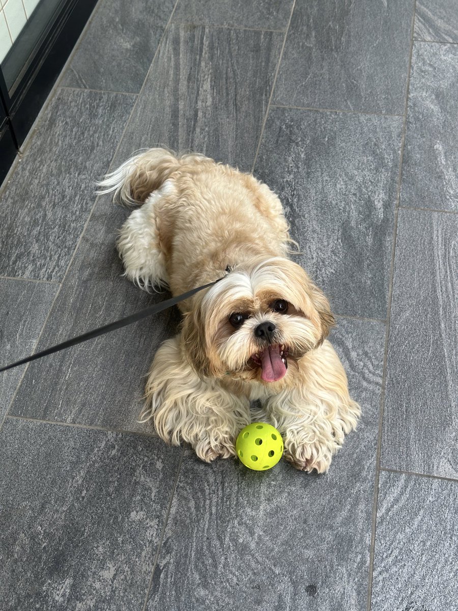 roybucho's tweet photo. ボール拾って
ニコニコワン🐶🎾 https://t.co/nxqpeGUnhr