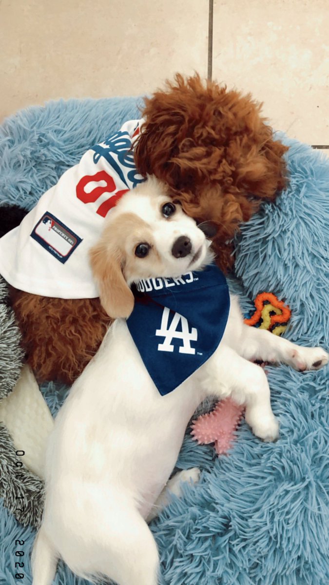 kdilllla's tweet photo. @Dodgers 💙⚾️🦴🐾 https://t.co/lVBXkQku3B