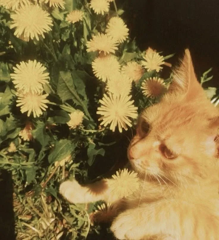 𓏵‧ SANJ ₊˚ ┊ tweet media