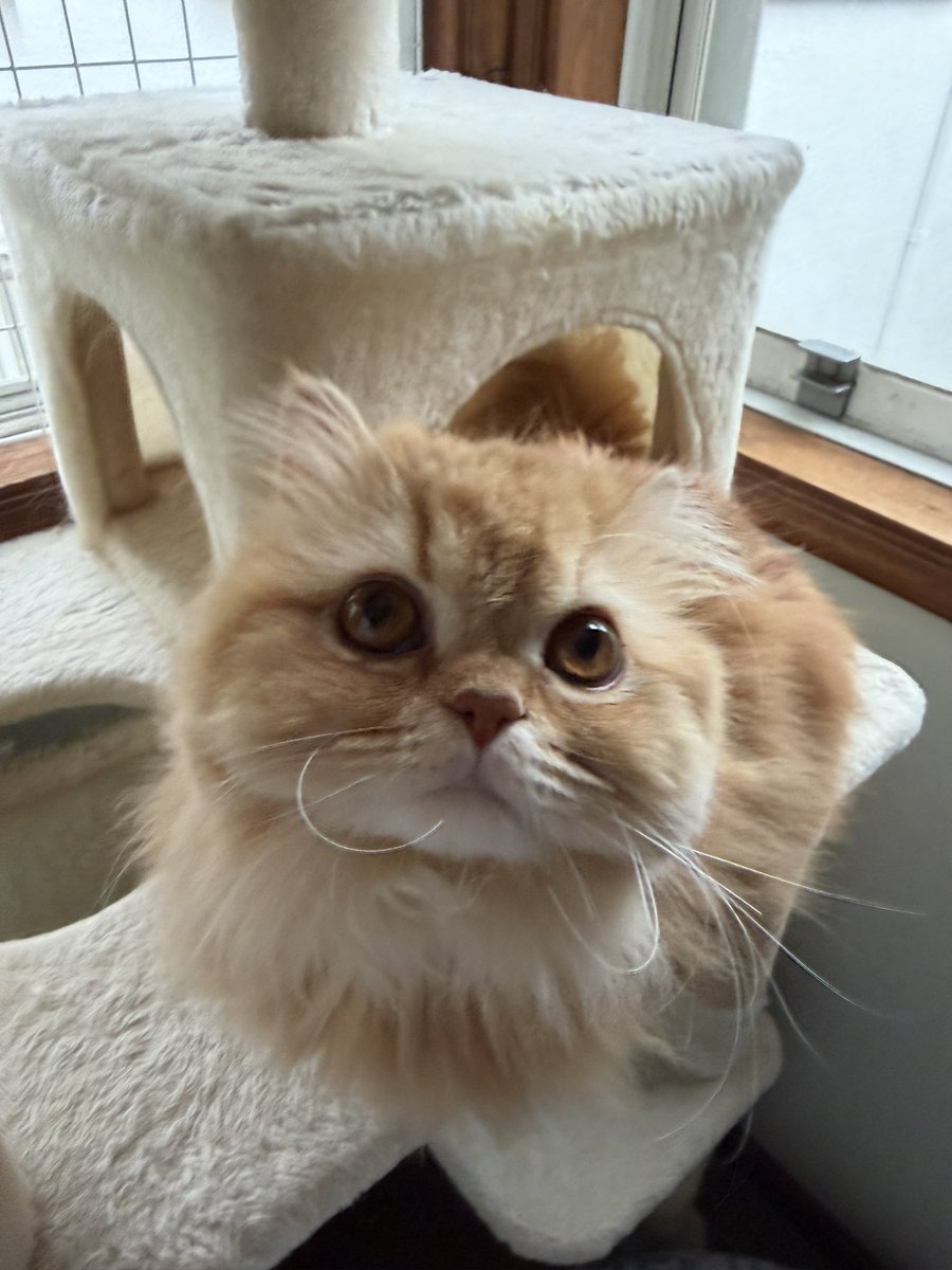 【猫が居る生活】 猫のいる生活