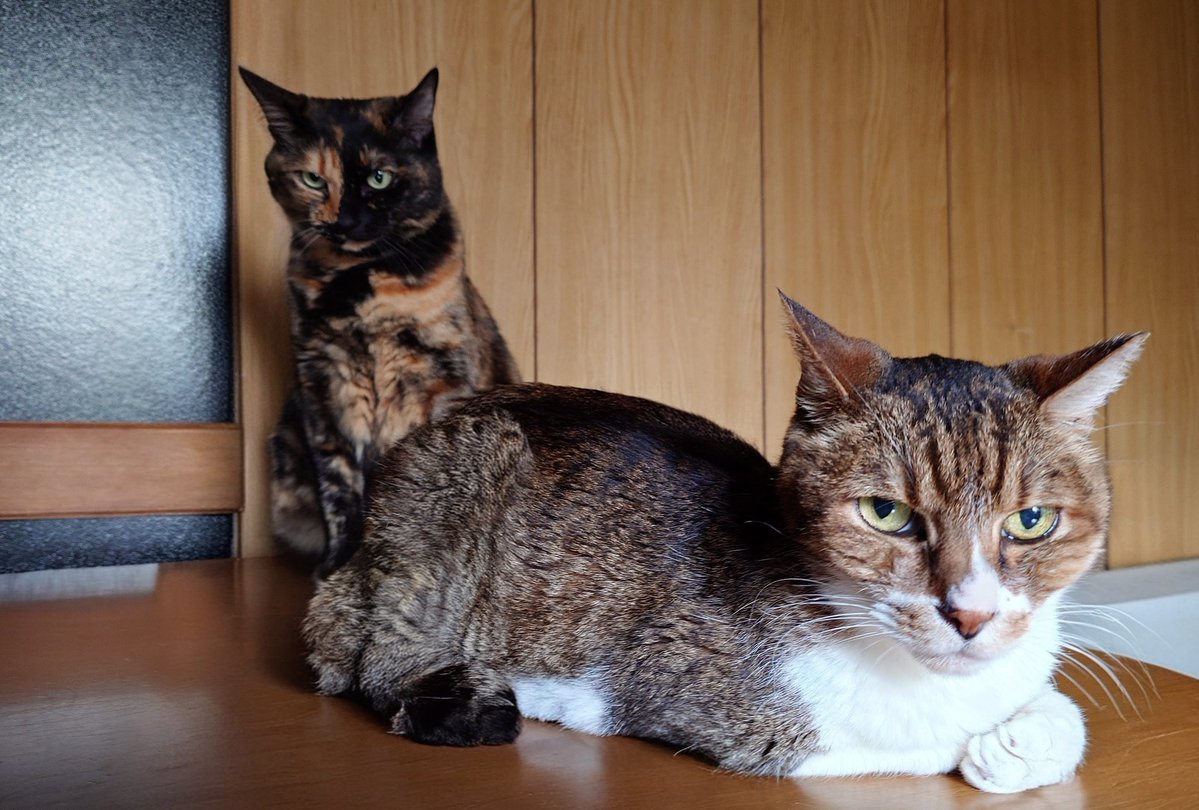 カフカ@吾輩ハ猫ノ下僕デアル tweet media