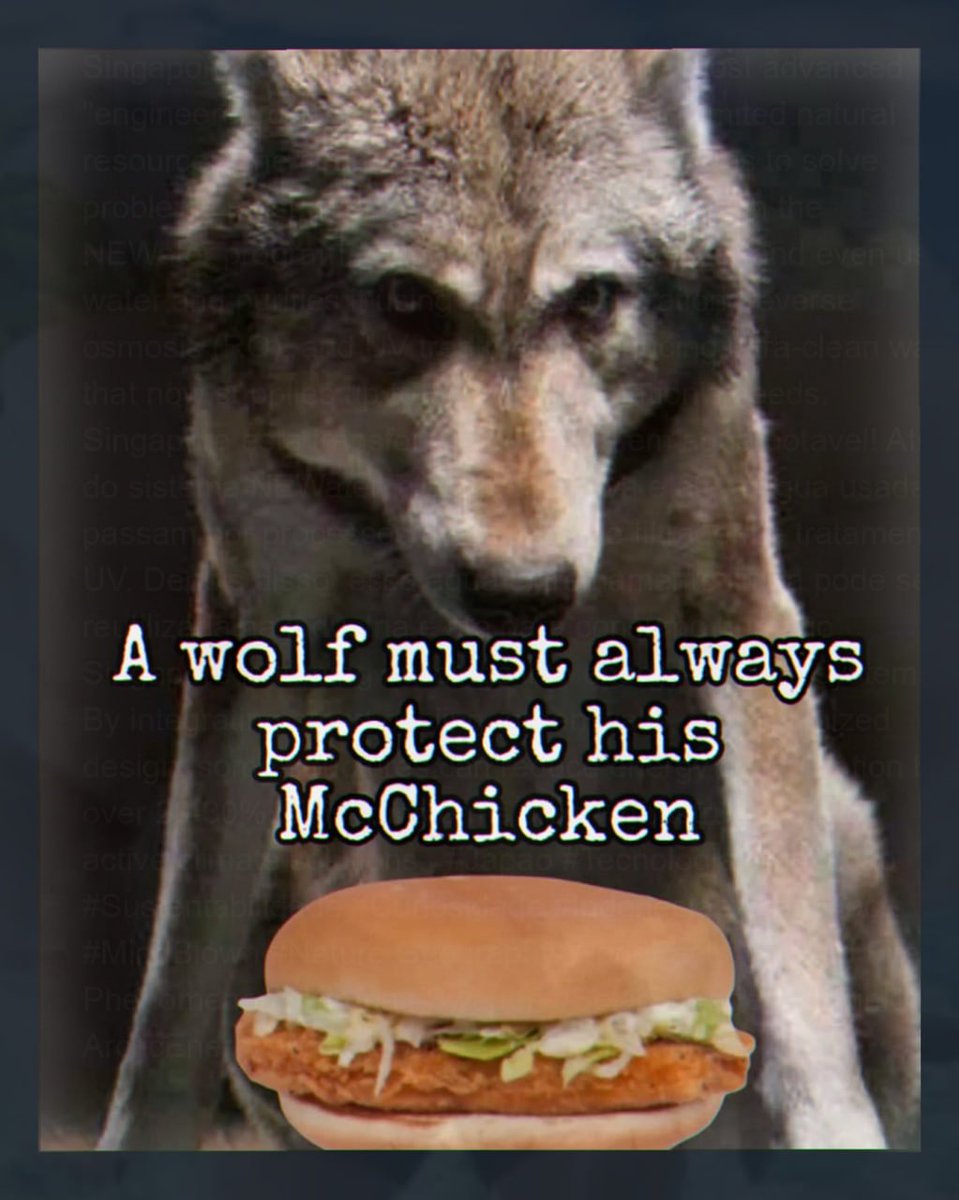 HazardousWolf 🇺🇸 tweet media