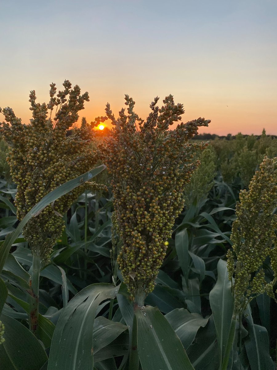 K-State Agronomy tweet media