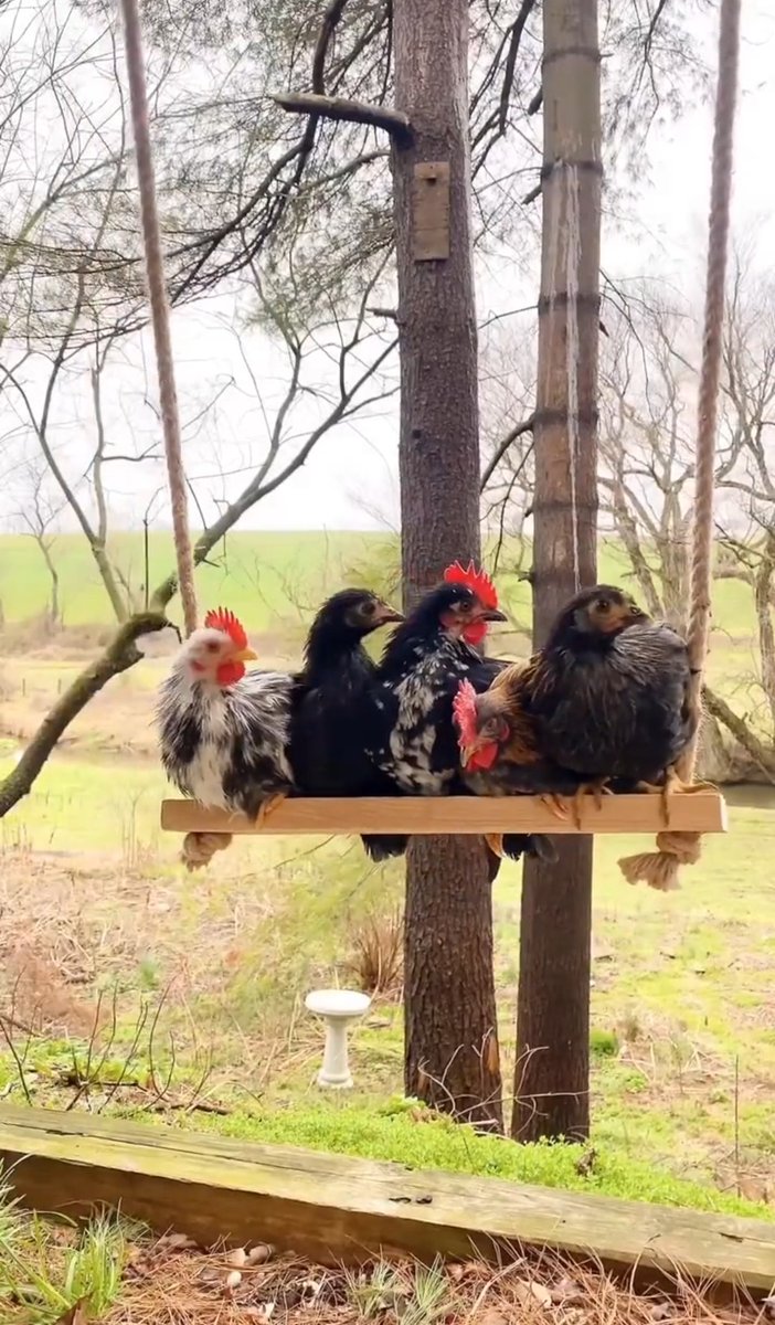 Emotions_2025's tweet photo. Em🐔tions https://t.co/waJodujdec