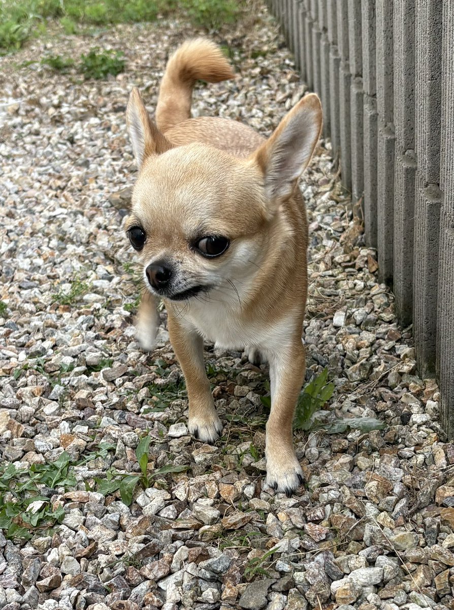 ns_dogs's tweet photo. Handsome Jerry morning walk 🐕  
Big ears and curious eyes activated 😆  
So cute!

#TwoDogs #ChihuahuaLove https://t.co/d05AqDFiTG