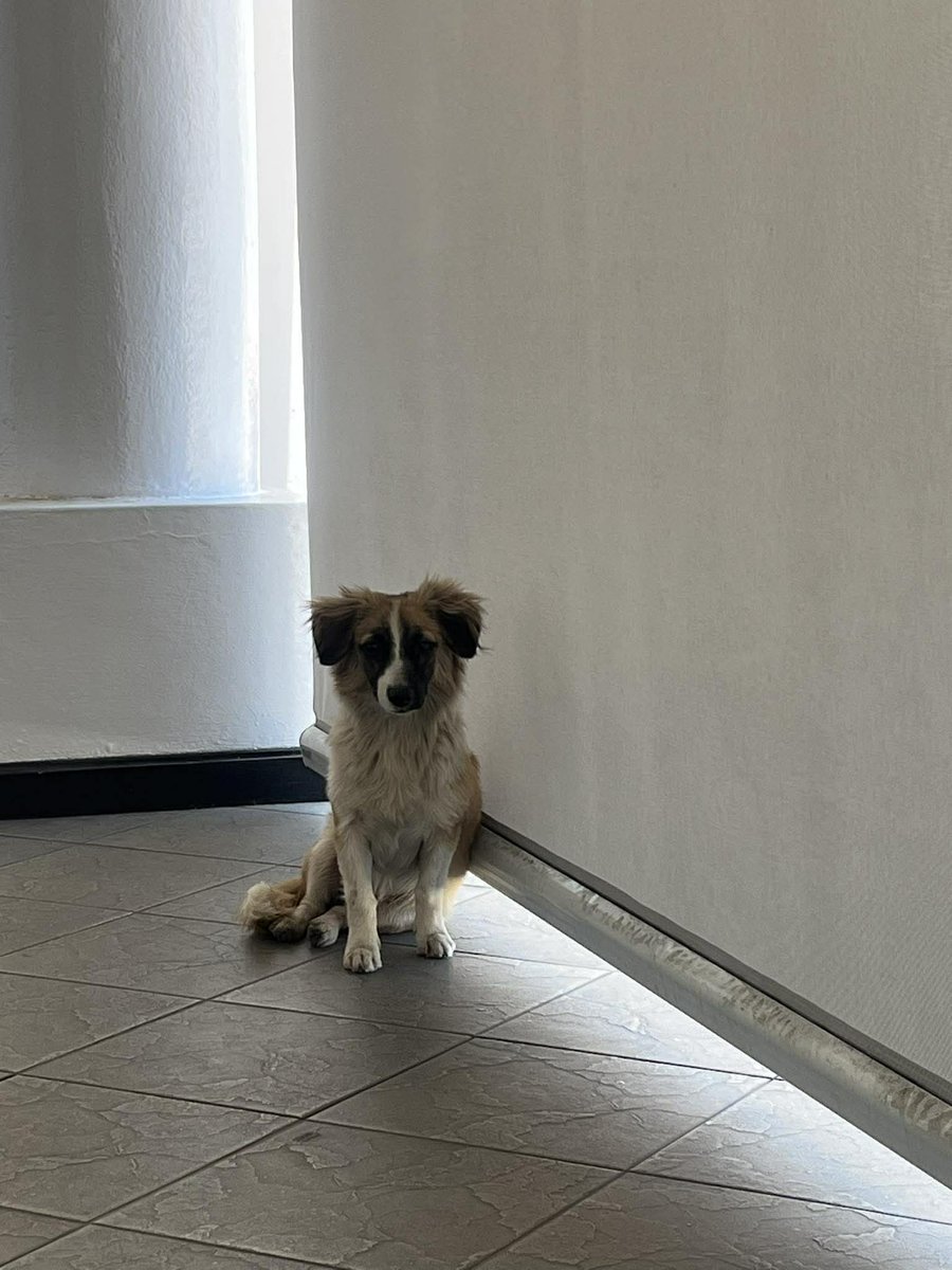 lyssitta's tweet photo. SERVICIO SOCIAL✅️ 
#REPORTAN⚠️ 
#deambulando 

Perrita encontrada en Santa Tecla !!!

Esta perrita esta en el Banco Cuscatlán que está por el parque Daniel Hernández de Santa Tecla 

Según comentó el vigilante, la perrita llegó desde ayer durante el día y pasó la noche ahí. No la fueron a dejar, simplemente apareció sola.

Se ve asustada, pero no está sucia ni descuidada, por lo que podría estar perdida y quizá alguien la esté buscando.

Ya se le dejó agua y comida 🙏🏻

Si alguien la reconoce o sabe de sus dueños, por favor comunicarse o acercarse a la zona, o si alguien le puede dar hogar responsable
