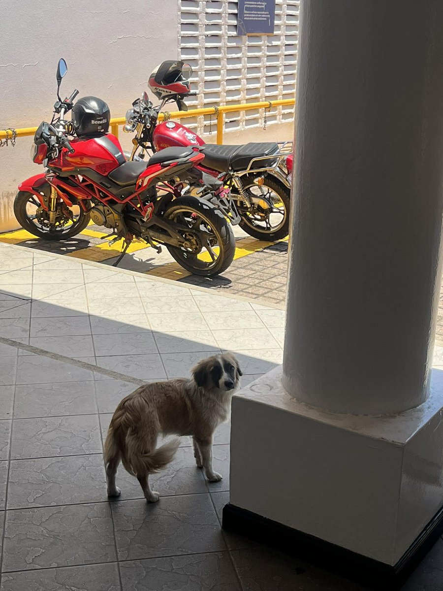 lyssitta's tweet photo. SERVICIO SOCIAL✅️ 
#REPORTAN⚠️ 
#deambulando 

Perrita encontrada en Santa Tecla !!!

Esta perrita esta en el Banco Cuscatlán que está por el parque Daniel Hernández de Santa Tecla 

Según comentó el vigilante, la perrita llegó desde ayer durante el día y pasó la noche ahí. No la fueron a dejar, simplemente apareció sola.

Se ve asustada, pero no está sucia ni descuidada, por lo que podría estar perdida y quizá alguien la esté buscando.

Ya se le dejó agua y comida 🙏🏻

Si alguien la reconoce o sabe de sus dueños, por favor comunicarse o acercarse a la zona, o si alguien le puede dar hogar responsable