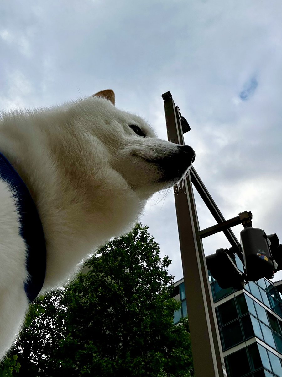 柴犬ラッテ tweet media
