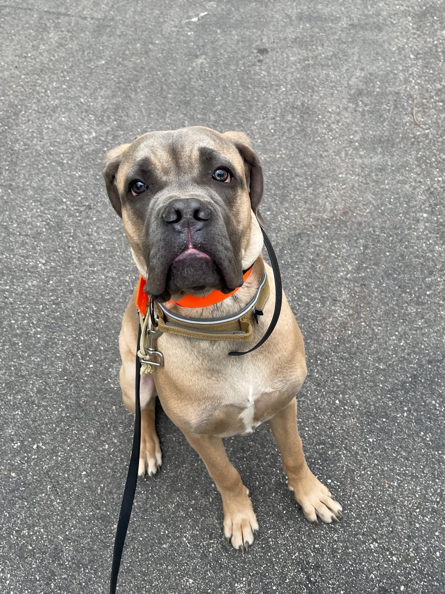 ObedienceCollge's tweet photo. Gronk ready for his first training class https://t.co/wg2jszH7Nx