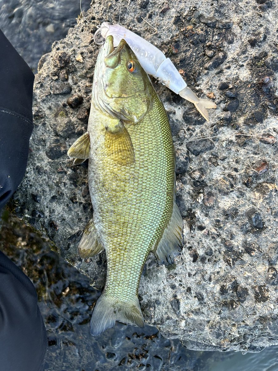 BUTZ (@BUTZbassfishing) / Posts / X