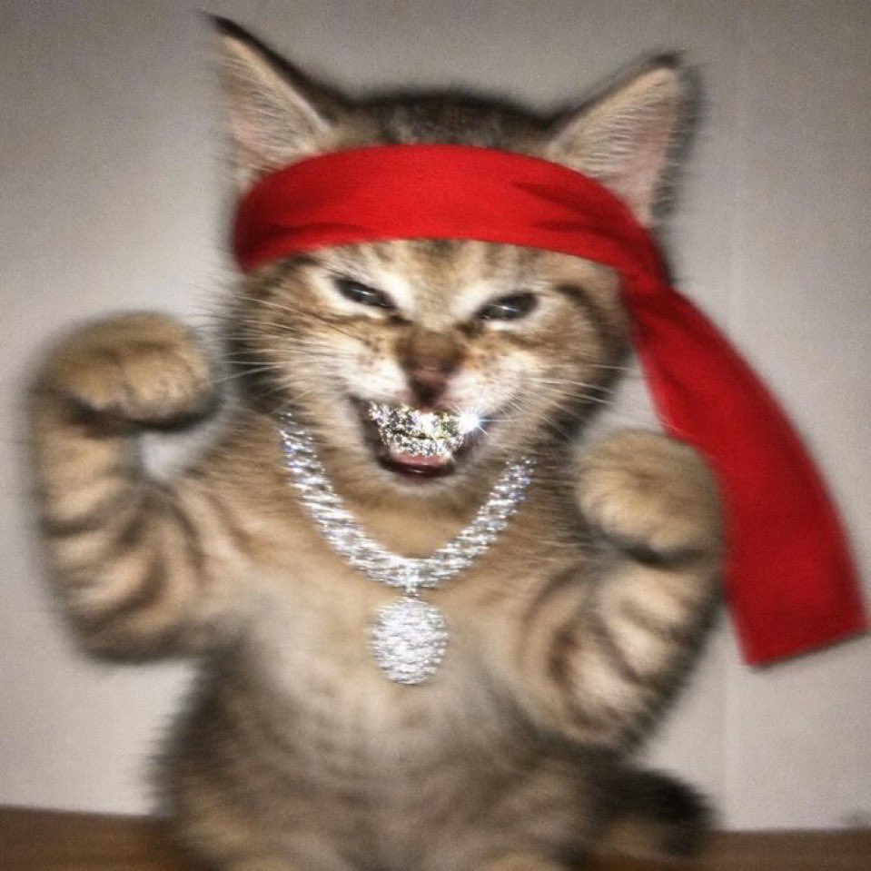 Red Kitten Crew tweet media