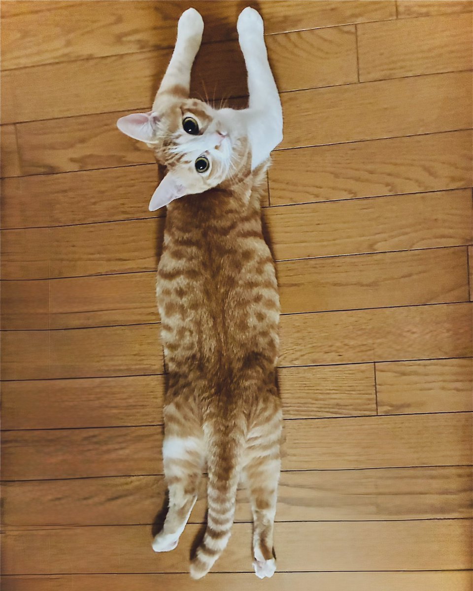 上から撮影してたら振り向いてくれました