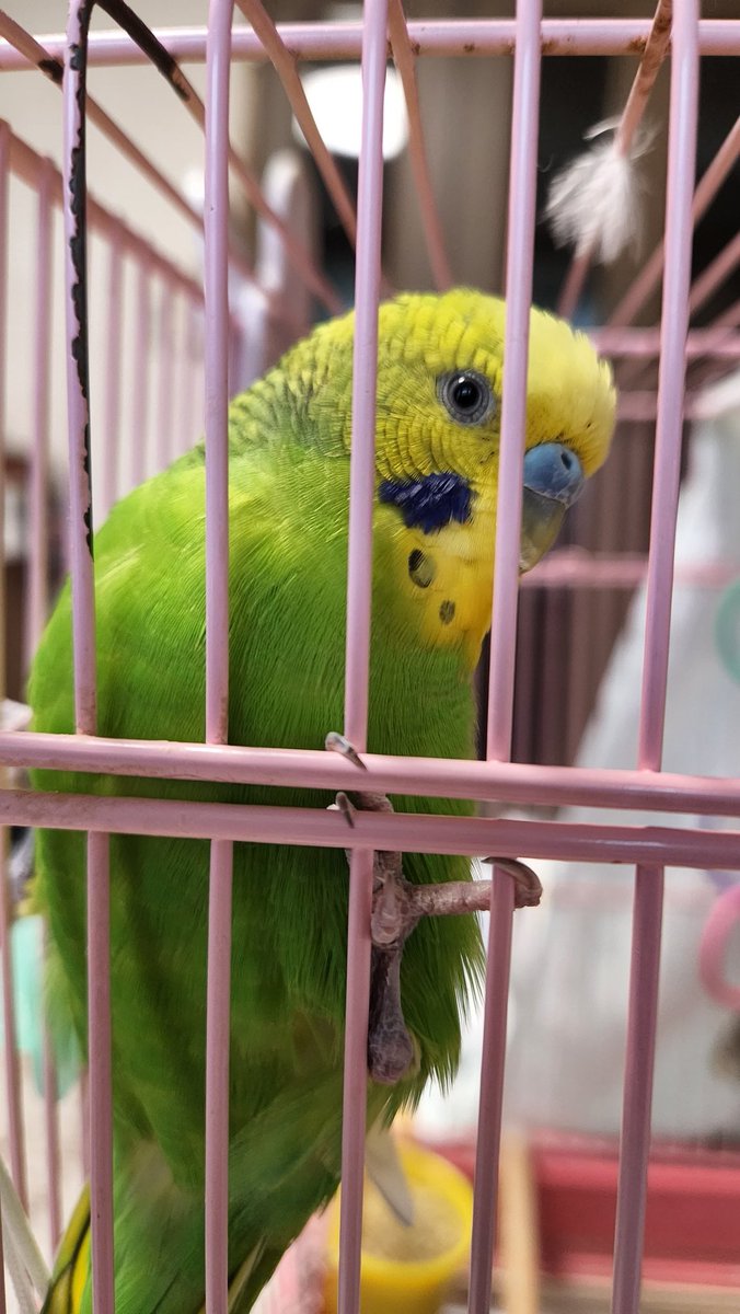 どれどれ、 スーハースーハー👃 あ~インコ臭っ! 主は昨日予定外の仕事でお どれどれ、 スーハースーハー👃 あ~インコ臭っ! 主は昨日予定外の仕事でお