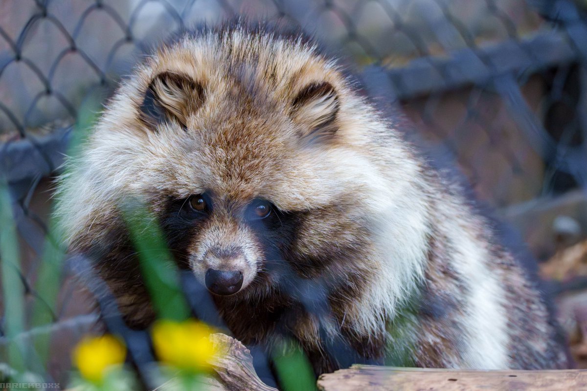 narickboxx's tweet photo. 2026/05 撮影

#エゾタヌキ #旭山動物園 https://t.co/ttI9UQAvJB