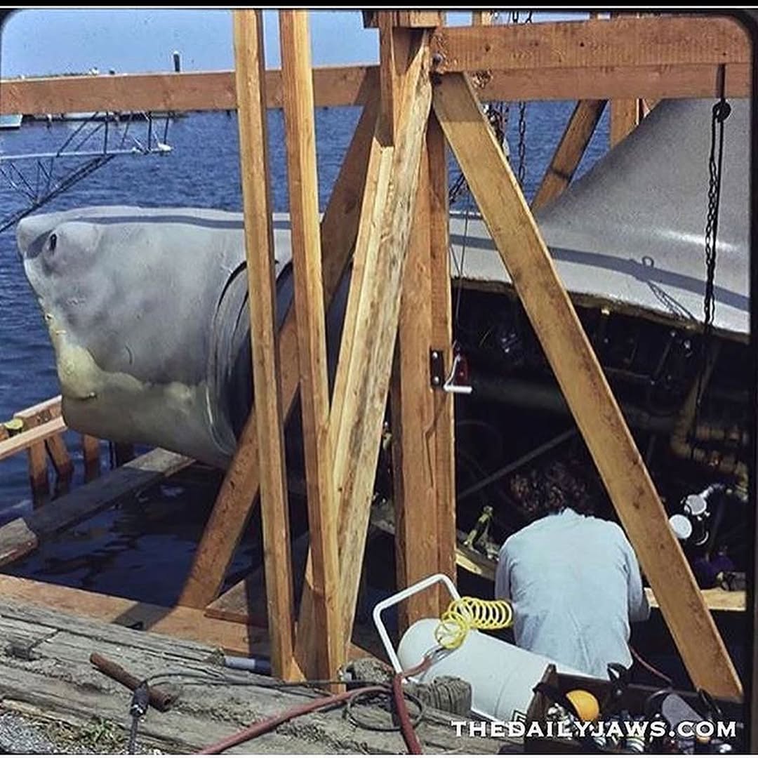 The Daily Jaws tweet media