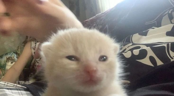 Punch Cat tweet media