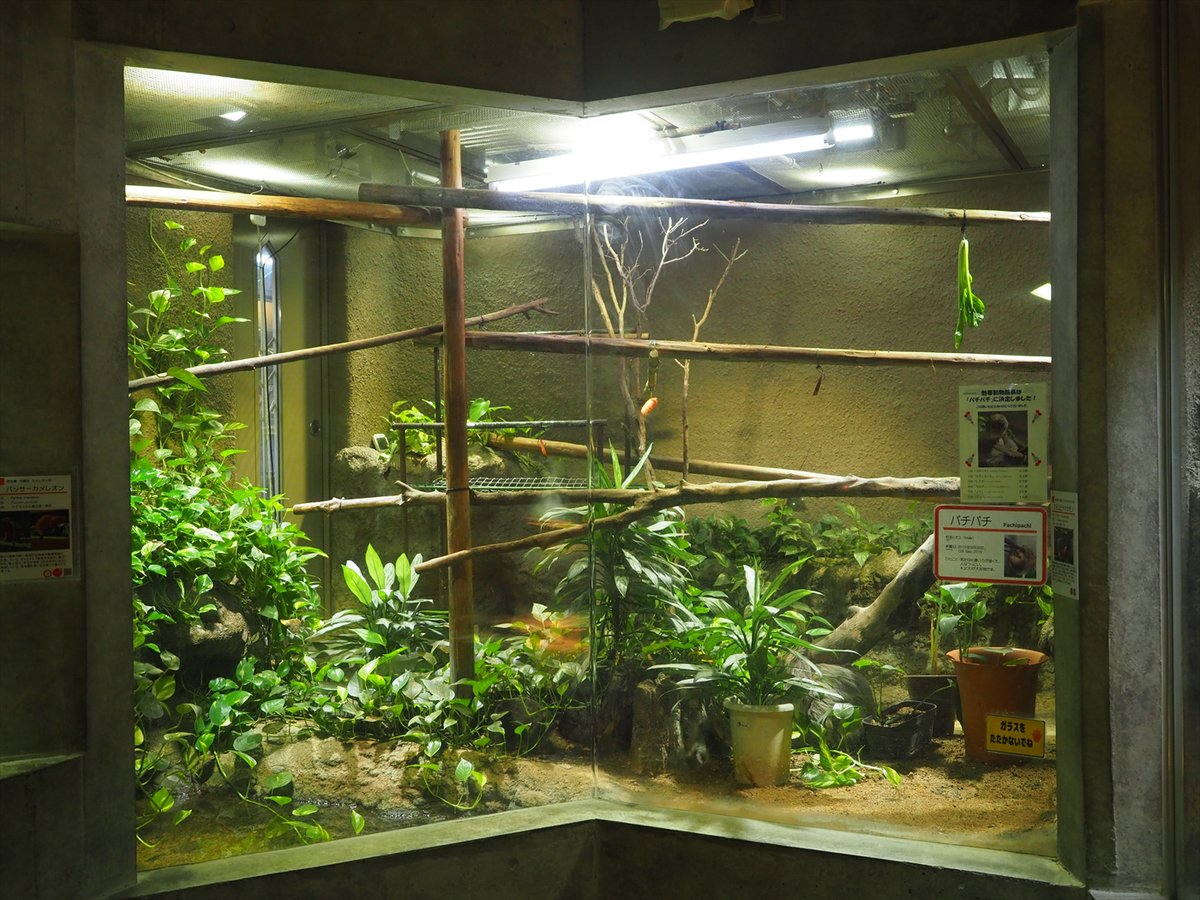 kyotoshidoubut1's tweet photo. ここは熱帯動物館のフタユビナマケモノのパチパチ(オス)が暮らす場所。さて、パチパチはどこにいるか分かりますか?
#京都市動物園 #kyotocityzoo #フタユビナマケモノ #パチパチ #熱帯動物館 #どこでしょう? #TwoToedSloth #pachipachi #TropicalAnimalsHouse #where https://t.co/rL8b5LSnJZ