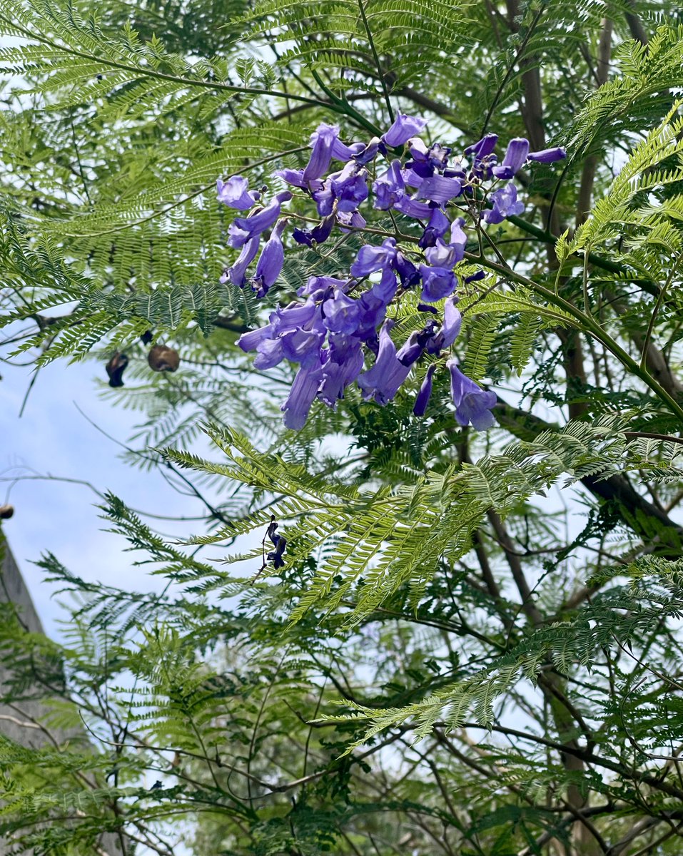 SubduedSnarl's tweet photo. A Good Thursday Morning to You ! 🪻
#JacarandaTree #Flowers https://t.co/bxqkDshDs7