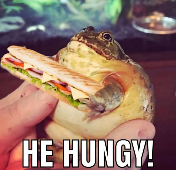 No Context Frogs tweet media