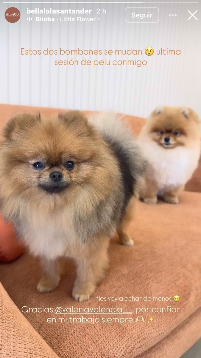 GalernaPress's tweet photo. 🚨 #ÚltimaHora | La peluquería canina que atiende a los perros de Gustavo Puerta se despide de ellos asegurando que los “echará de menos” porque “se mudan” y, acto seguido, borra la storie. El centrocampista del Racing cuenta con ofertas de clubes internacionales.

📸 RRSS https://t.co/pQWhupGqUg