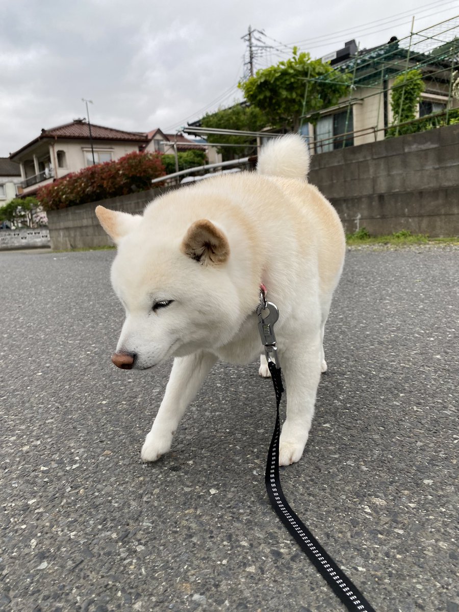 釜石製綿 tweet media