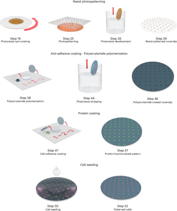NatureProtocols's tweet photo. New Article! Flexible high-resolution ECM micropatterning https://t.co/EX51P7NOkf https://t.co/S0ISVMMAi4