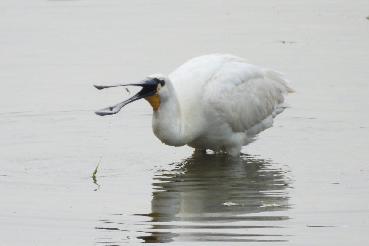 WrightsonAlan's tweet photo. Spoonbill showing well last weekend at North Cave Wetlands,East Yorkshire, Nikon P950 Bridge Camera. https://t.co/KZIYwdVgs5