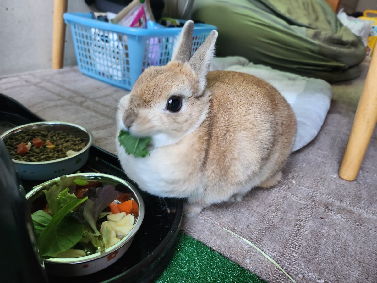 ゴンちゃんのお部屋 tweet media