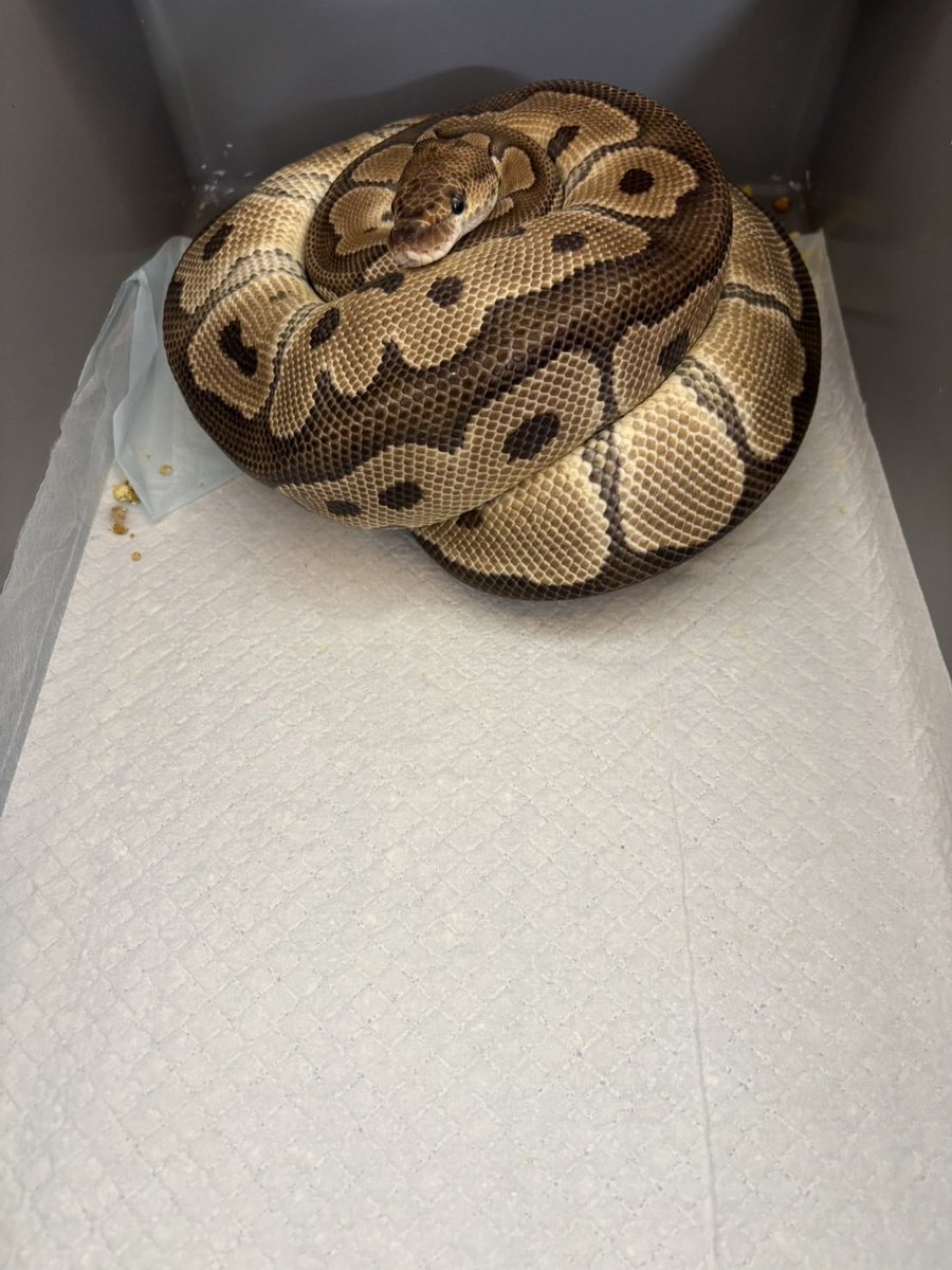 LR63112026's tweet photo. 2026LR
clutch #13

Leopard DG Clown ♂
×
Clown 66% het DG ♀
お母さんお疲れ様😉
検証します。 https://t.co/VymYox0Y8E