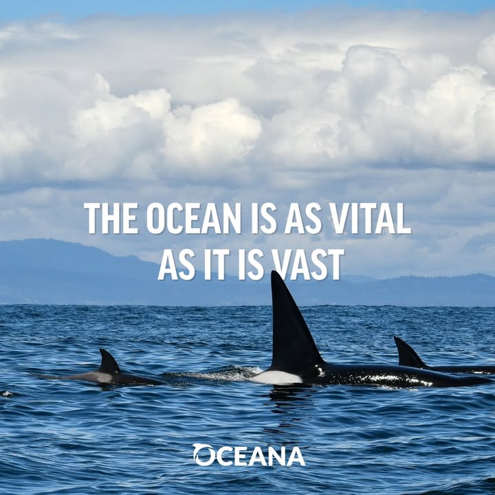 Oceana tweet media
