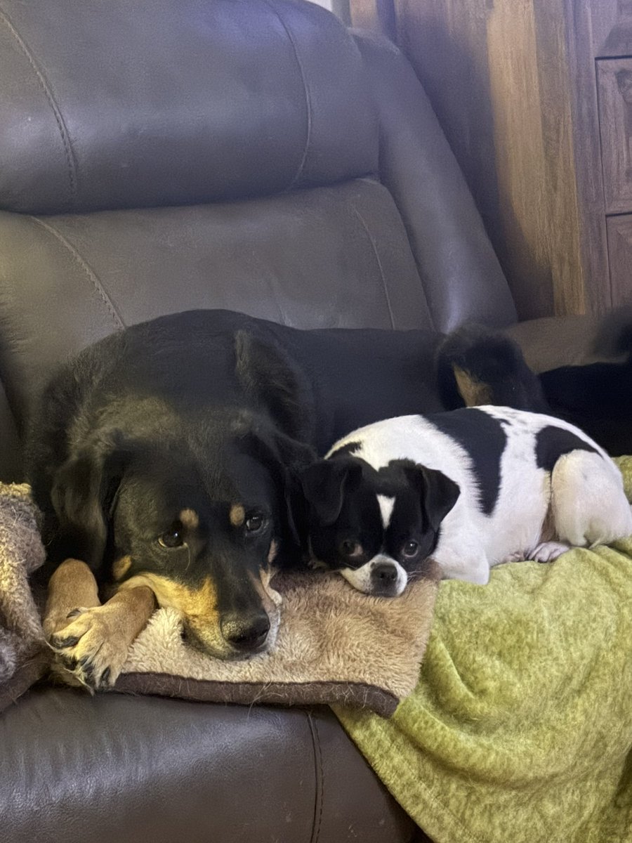 Hellbeastly's tweet photo. We love hanging out together!!! 💕🐾💕🐾💕 #dogsof twitter https://t.co/4JOP9Ly7QN
