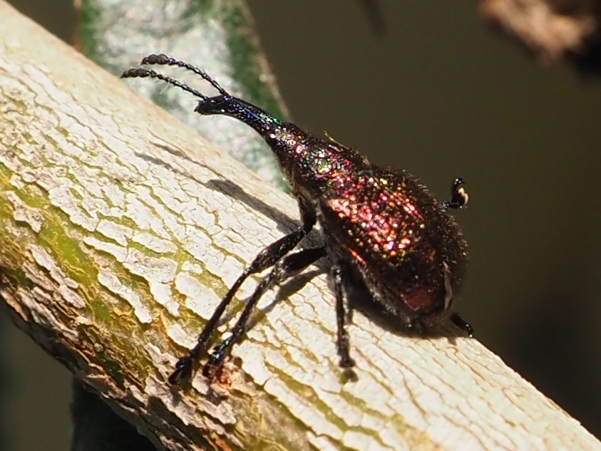 kyotoshidoubut1's tweet photo. 今年のビワは虫にひどくやられています。これは、その原因の一種だと思われる「モモチョッキリ」か?
※本日は休園日です。
#京都市動物園 #kyotocityzoo #ビワ #モモチョッキリ #虫食い #loquat #Rhynchitesheros #BugBites https://t.co/pkLMTlsUIf