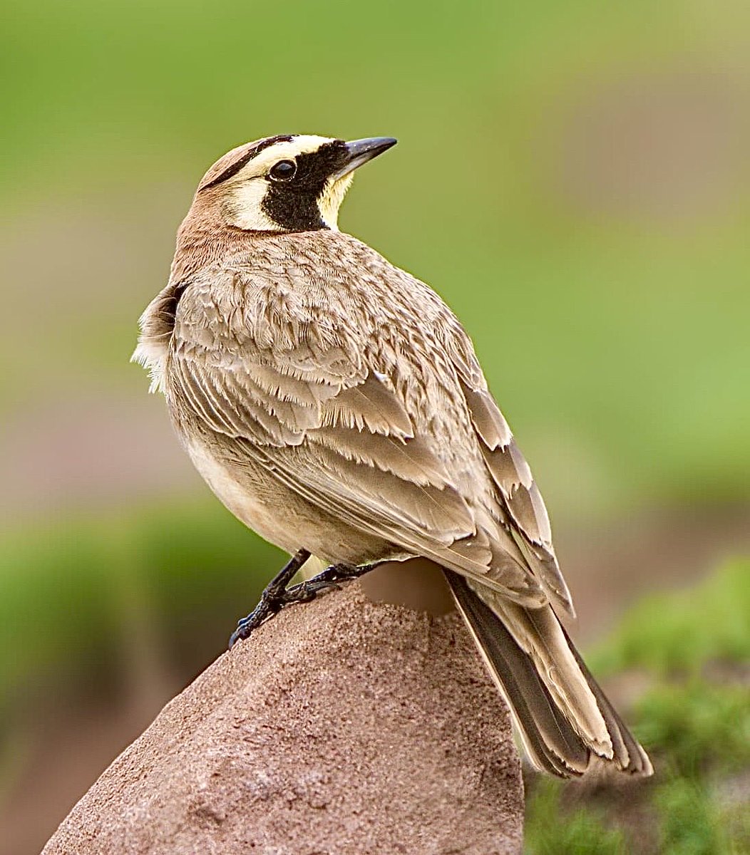 Hamidmoroco's tweet photo. Horned Lark (Atlas) must be such a special species to see. It’s definitely one of the highlights of our birding tours through the High Mountains and Sahara Desert. More info and booking tour contact us anytime 👇
WhatsApp: +212676041059
https://t.co/yLSxqjrhYy
#BirdsSeenIn2026 https://t.co/FLoeJPGUI2