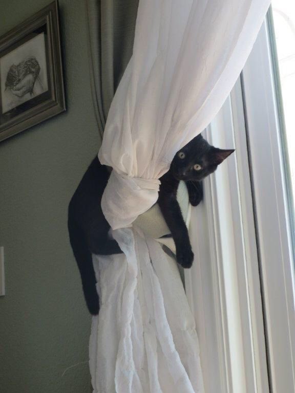 Black cats are not bad luck tweet media