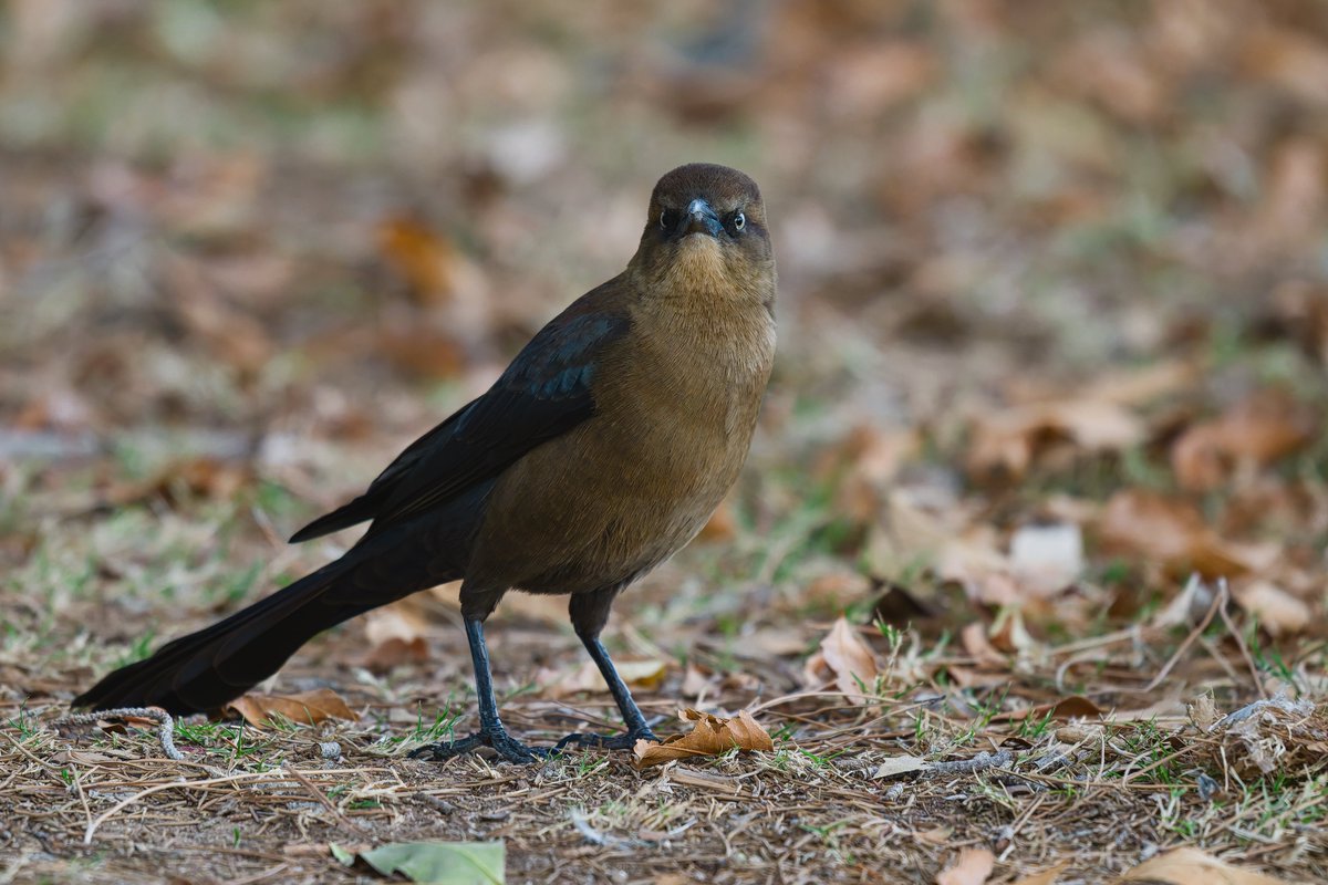 RealMarkJohnsen's tweet photo. Photo of the Day from Sunset Park in Las Vegas.

Great-tailed Grackles always seem to know exactly where the camera is. https://t.co/v8l8XHcUio