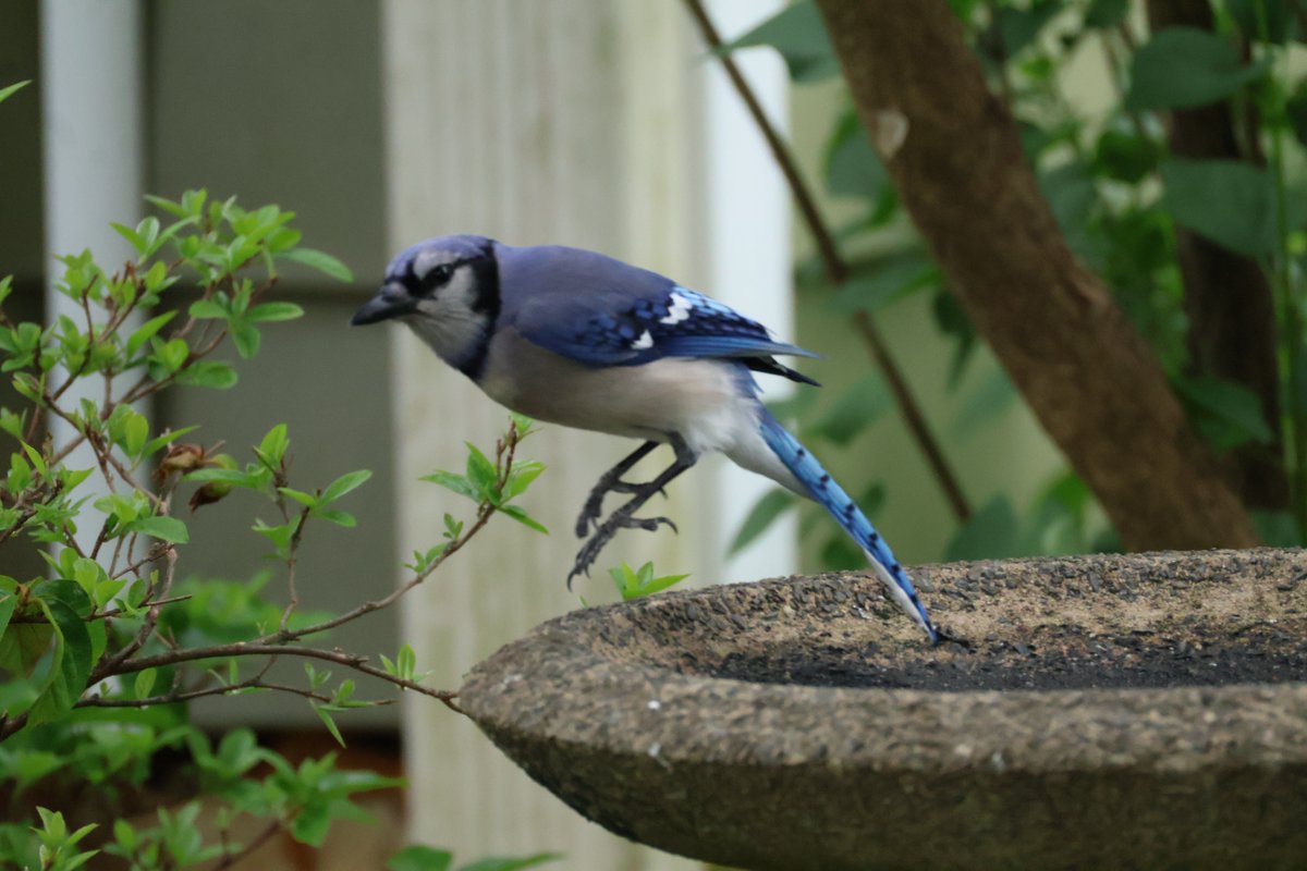 rat_tweeter's tweet photo. my backyard https://t.co/k4I1sAIP0J