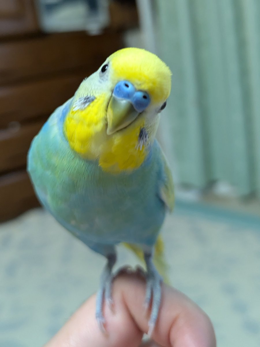 インコ tweet media