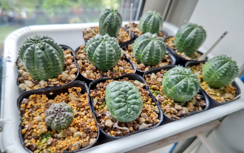 eri🌵 tweet media
