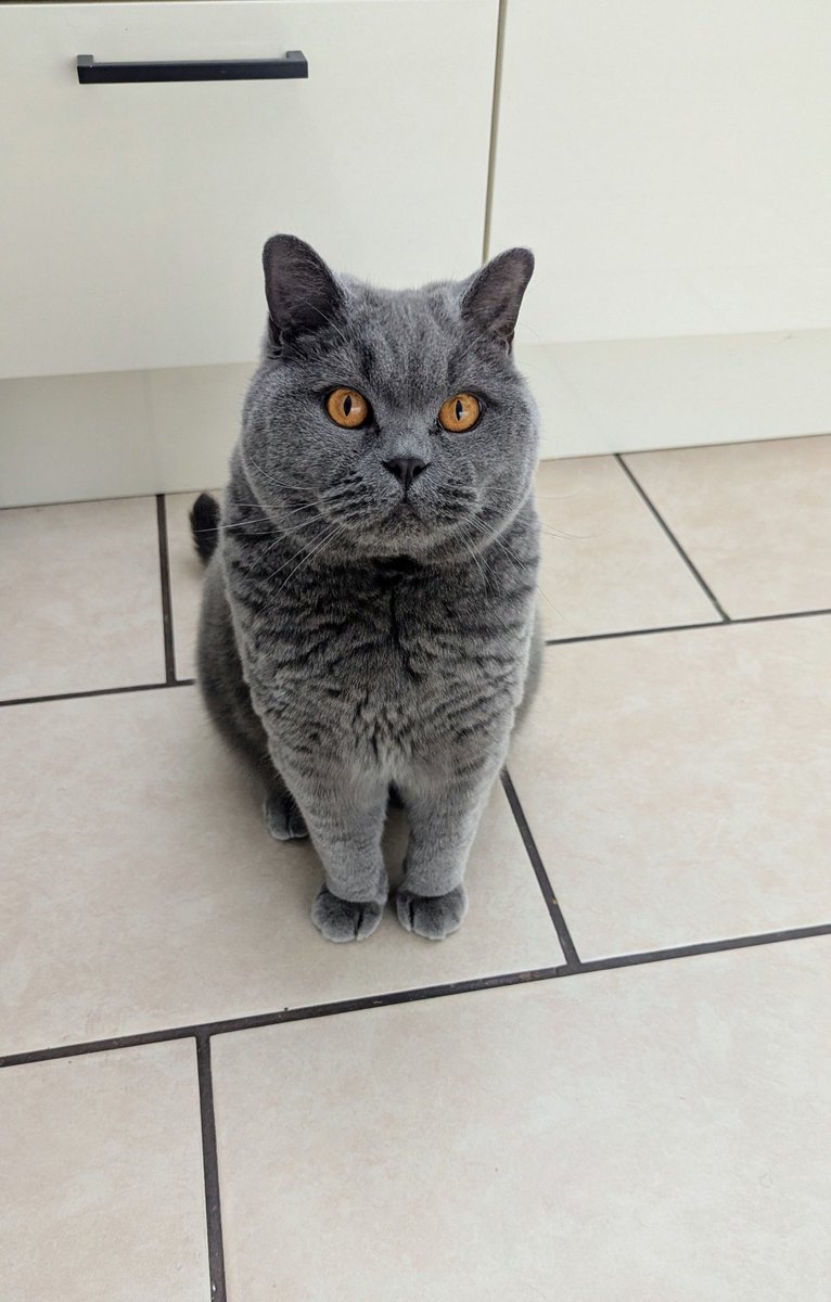 Jonny_Jones75's tweet photo. Hey Dad
I can see treats!!  😻❤️😻

#BritishBlueCat #PedigreeCat 
#catpic #catpicture #cats https://t.co/QxmxasUO65